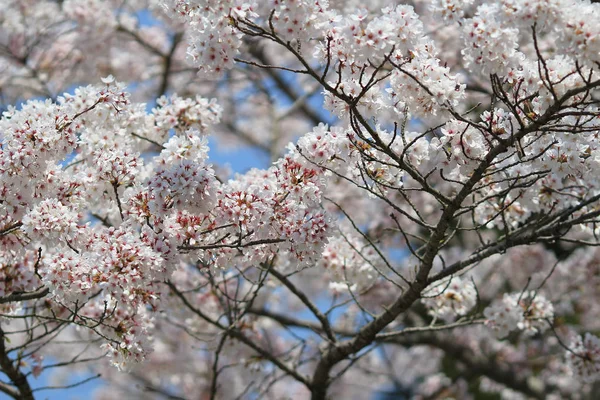 Schöne Kirschblüte, weiße Sakura-Blume — Stockfoto