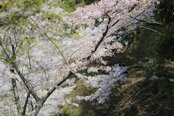 Turist yolu felsefe Kyoto, kiraz çiçeği tadını çıkarın. — Stok fotoğraf