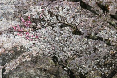 Güzel kiraz çiçeği, beyaz sakura çiçek