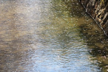 Bir kiraz ağacı kaplı izleyen bir yaya yolu 