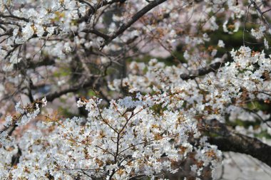 Güzel kiraz çiçeği, beyaz sakura çiçek