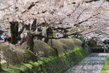 Kyoto, Japonya, Bahar şekilde felsefe.