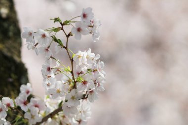 yumuşak arka plan bahar kiraz çiçeği.