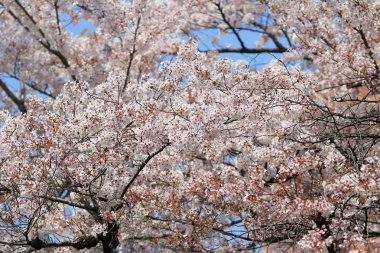 Turist yolu felsefe Kyoto, kiraz çiçeği tadını çıkarın.