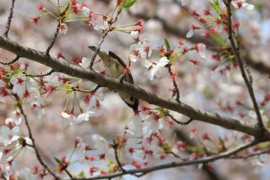 Kiraz çiçeği ile kuş