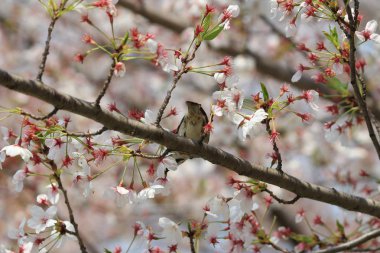 Kiraz çiçeği ile kuş