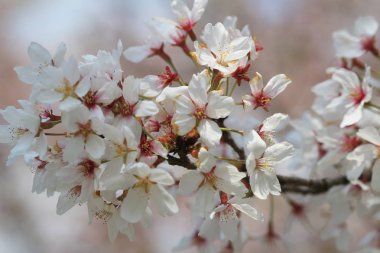 Güzel kiraz çiçeği, beyaz sakura çiçek