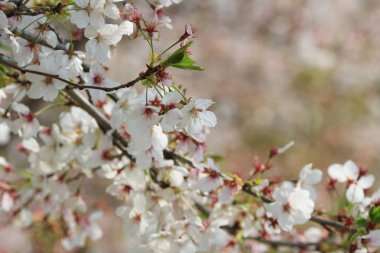 Kiraz çiçeği ile kuş