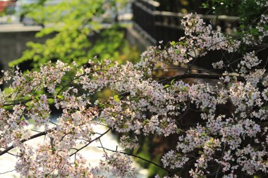 Kyot kiraz ağaçlı bir kanalda izler bir yaya yolu