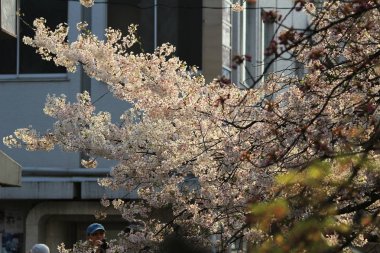 Shirakawa-minami Dori