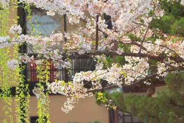 Kyot kiraz ağaçlı bir kanalda izler bir yaya yolu