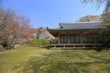 Kiraz ağacı çiçek açan Daigoji