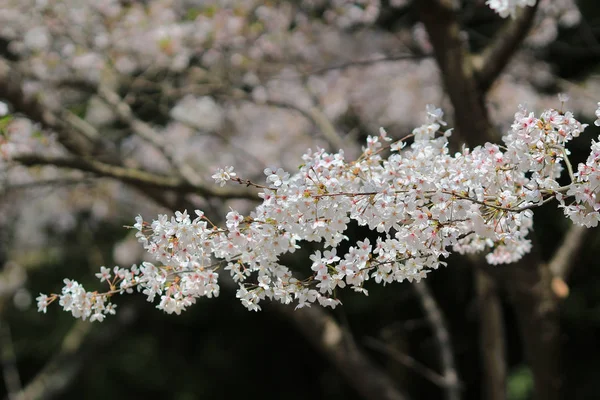 El lecho de flores — Foto de Stock