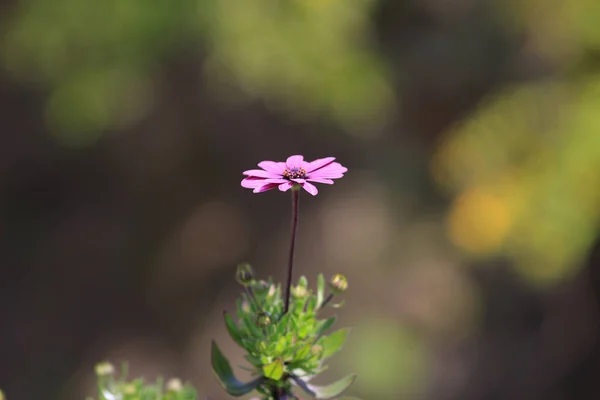 Blomma sängen — Stockfoto