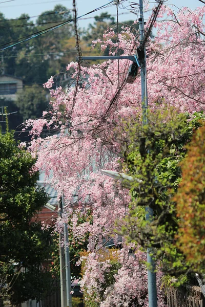A cseresznyevirág — Stock Fotó