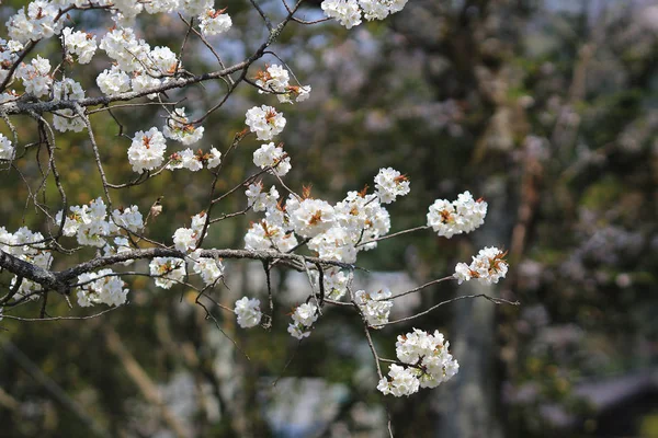 Kyoto, Japão no Passeio Filosofal na Primavera . — Fotografia de Stock