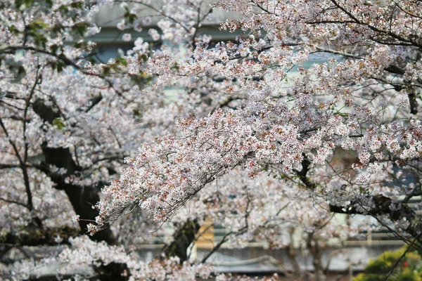 A turisták élvezhetik a cseresznyevirág: út a filozófia a Kiotói — Stock Fotó