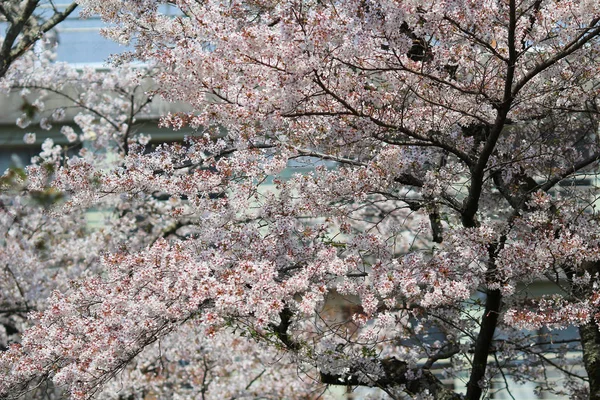 観光客は京都の哲学の道で桜を楽しむ — ストック写真