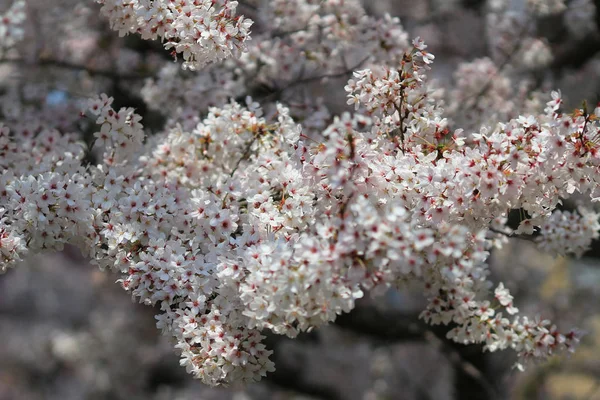 Bahar sakura Pembe çiçek — Stok fotoğraf
