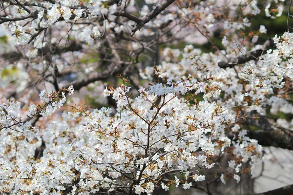 아름 다운 벚꽃, 화이트 사쿠라 꽃 — 스톡 사진