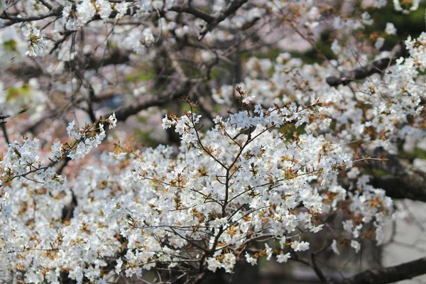 Schöne Kirschblüte, weiße Sakura-Blume — Stockfoto