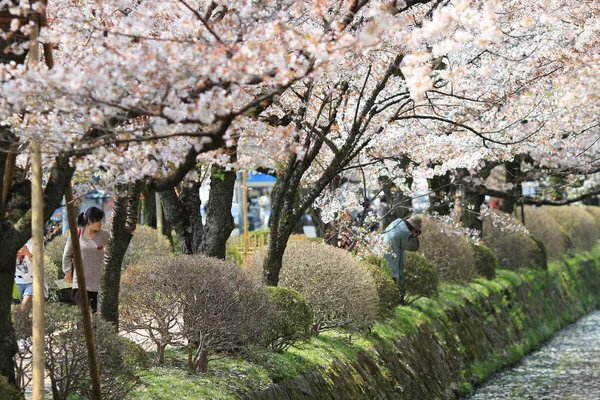 Kyoto, Japonya, Bahar şekilde felsefe. — Stok fotoğraf