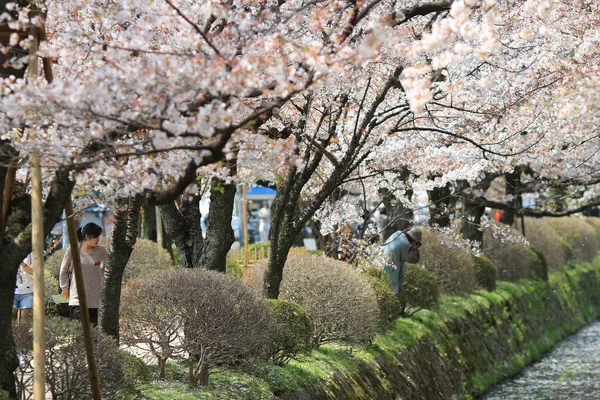 На філософа, як в весна Кіото, Японія. — стокове фото