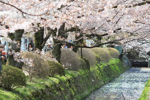 哲学の道春の京都. — ストック写真