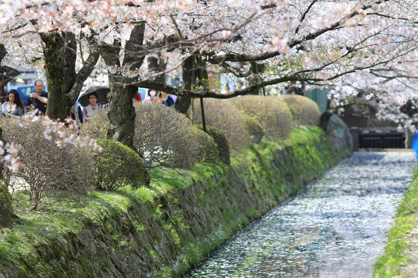 На філософа, як в весна Кіото, Японія. — стокове фото
