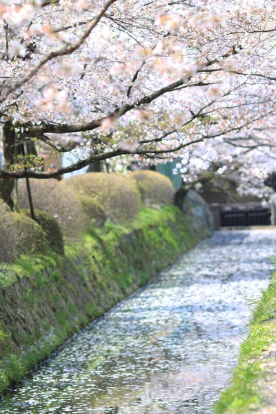 Киото, Япония на философском пути в весеннее время . — стоковое фото