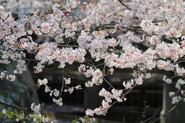 Touristen genießen Kirschblüte am Pfad der Philosophie in Kyoto — Stockfoto