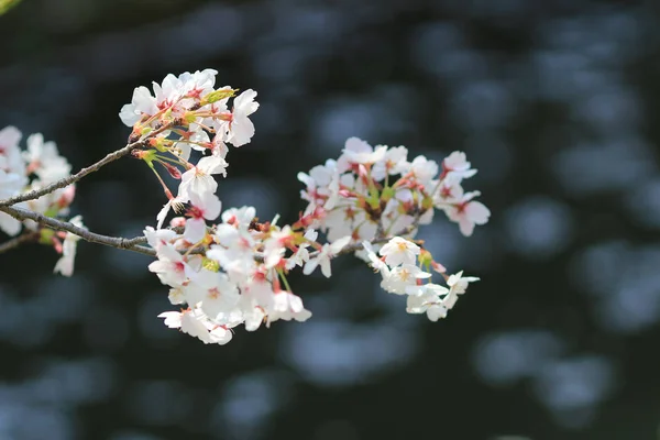 Primavera Fiori di ciliegio, fiori rosa. — Foto Stock