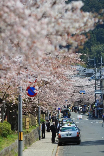 Τουρίστες απολαμβάνουν κεράσι ανθίσει στο μονοπάτι της φιλοσοφίας σε Κιότο — Φωτογραφία Αρχείου