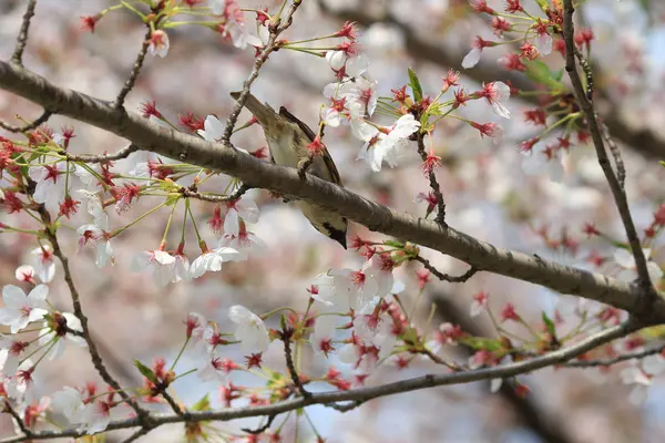 Bird with cherry blossom — Stock Photo, Image