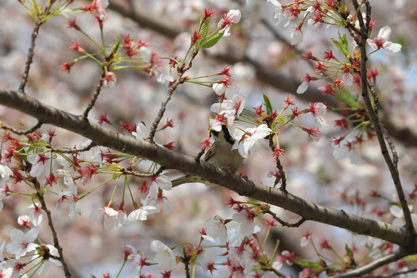 Bird with cherry blossom — Stock Photo, Image