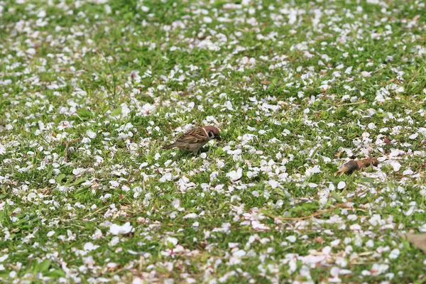 Pétalos de flor de cerezo en hierba — Foto de Stock