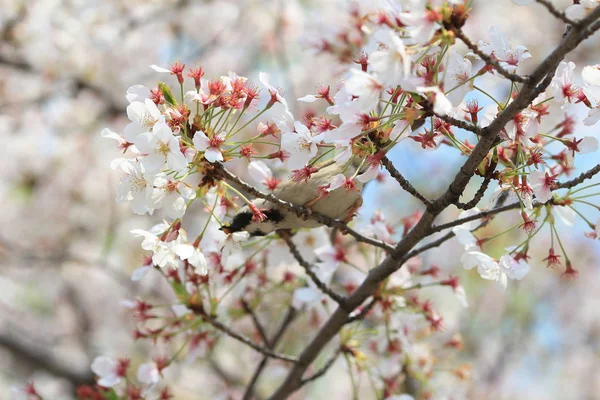 Bird with cherry blossom — Stock Photo, Image