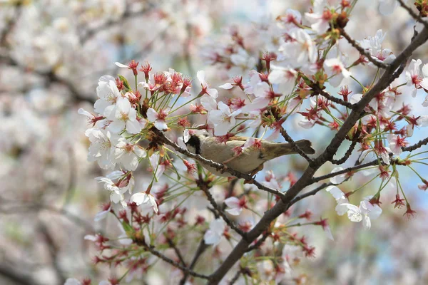 Bird with cherry blossom — Stock Photo, Image