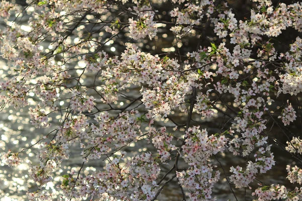 京都の桜並木の運河に続く歩行者のパス — ストック写真