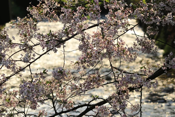 在京特的一条樱桃树林立的运河后面的步行街 — 图库照片