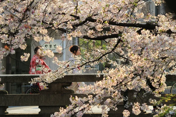 Shirakawa-minami Dori — Stok fotoğraf