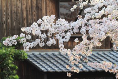 Kyot kiraz ağaçlı bir kanalda izler bir yaya yolu