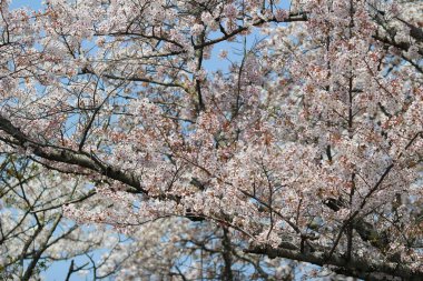 Turist yolu felsefe Kyoto, kiraz çiçeği tadını çıkarın.