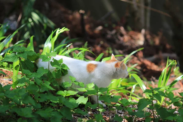 Kyoto Japonya evsiz kedi — Stok fotoğraf