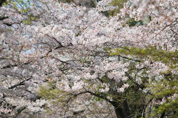 아름 다운 벚꽃, 화이트 사쿠라 꽃 — 스톡 사진