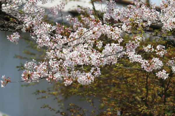Kyoto, Japon au Philosopher's Walk au printemps . — Photo
