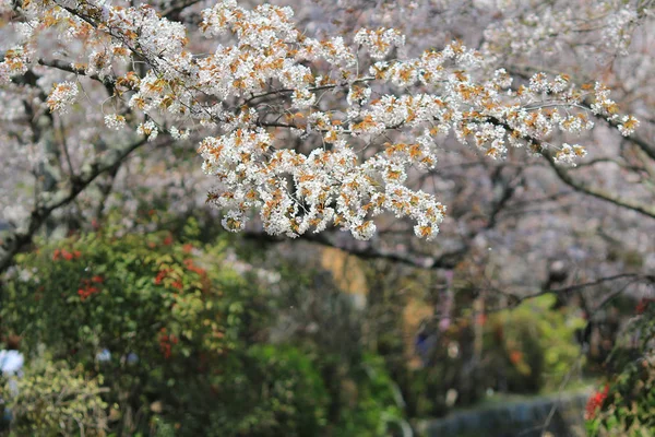 Les touristes profitent de la floraison des cerisiers au Chemin de la philosophie à Kyoto — Photo