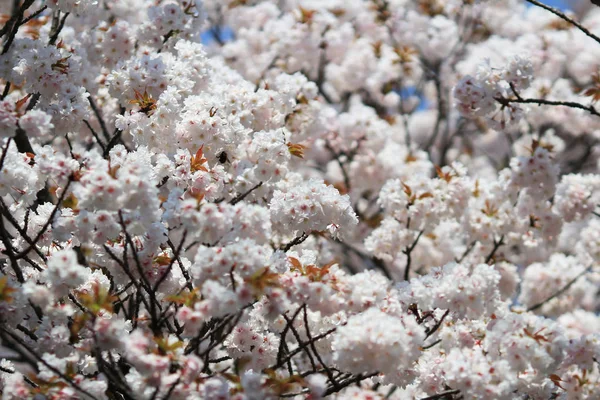 Bela flor de cereja, flor de sakura branca — Fotografia de Stock