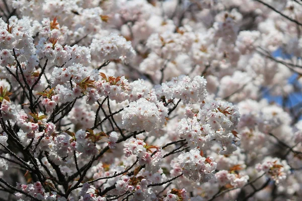 아름 다운 벚꽃, 화이트 사쿠라 꽃 — 스톡 사진