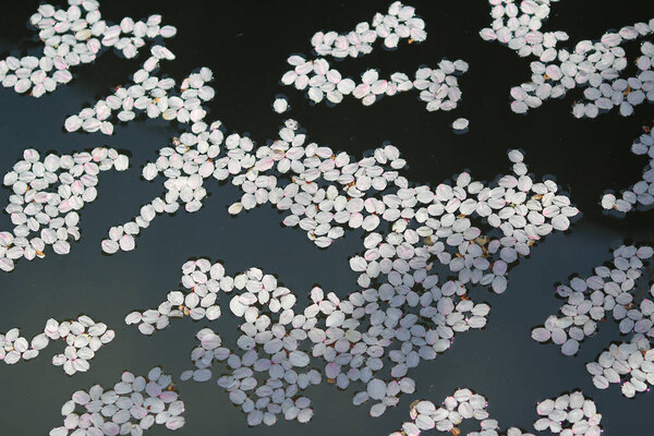 Cherry blossom petals floating in water